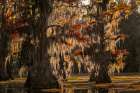 Backlit bald cypress trees and autumn colors in southern swamp, Caddo Lake, Texas. Art Print